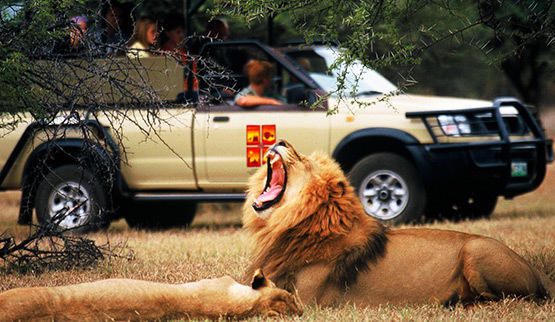 safari near Sun City in Pilanesberg Reserve.